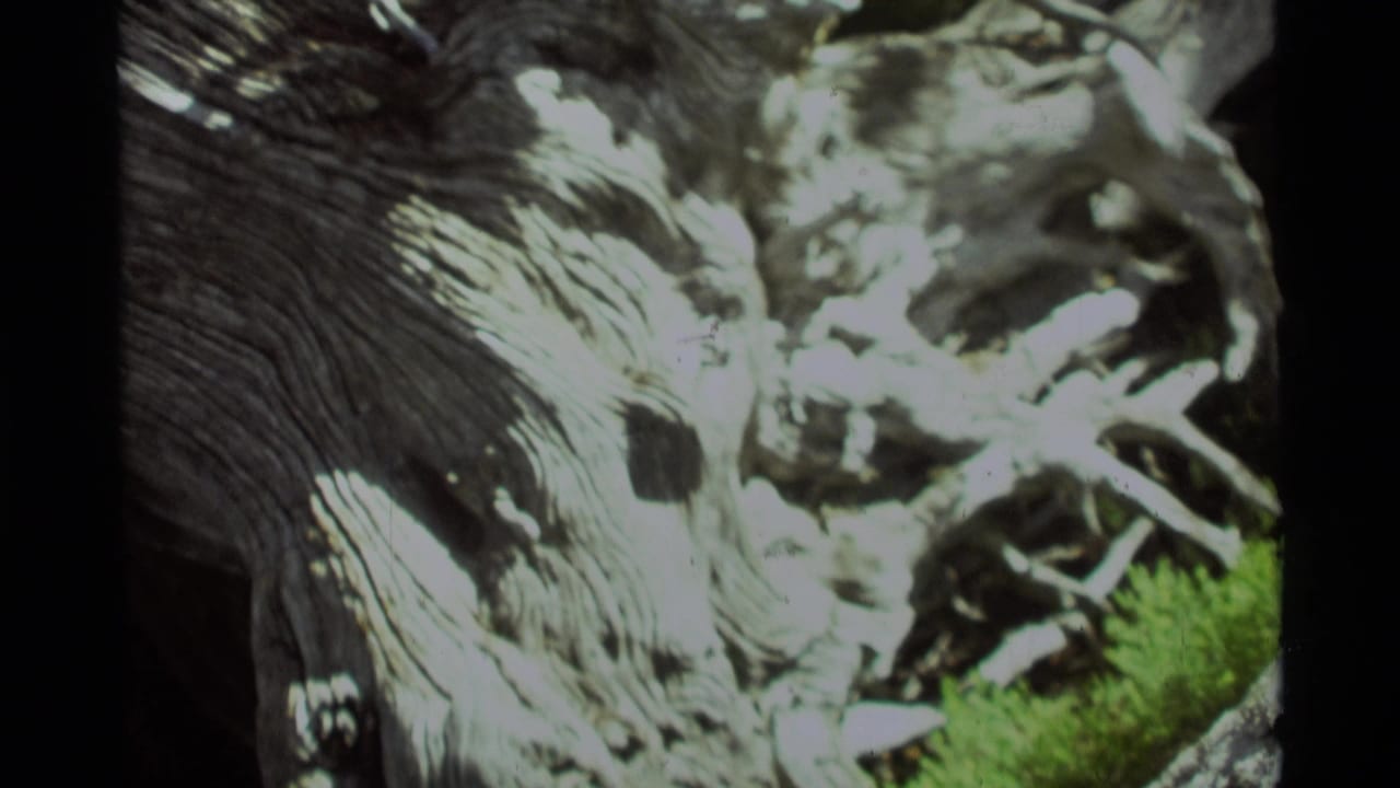Large tree base with pale ground texture and a small green patch in purple-tinted 8mm footage.