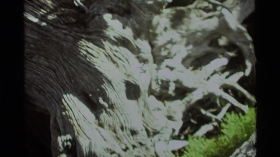 1975 Agate Springs, Montana 8mm frame showing the base of a large tree with pale bark or roots and a small green patch.
