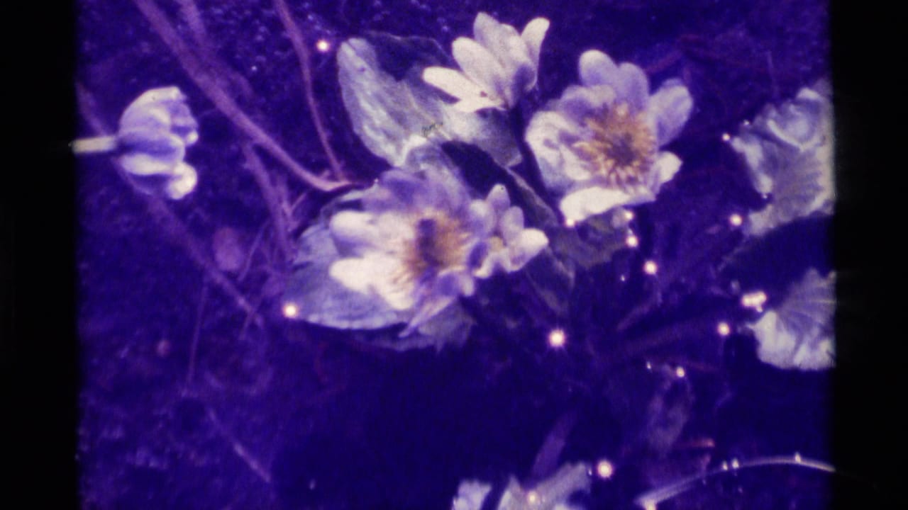 1975 Agate Springs, Montana 8mm close-up of white wildflowers with yellow centers and thin stems in a dark ground setting.