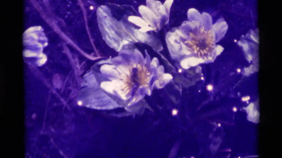 1975 Agate Springs, Montana 8mm frame showing pale wildflowers near the ground, softly focused with visible grain and purple cast.