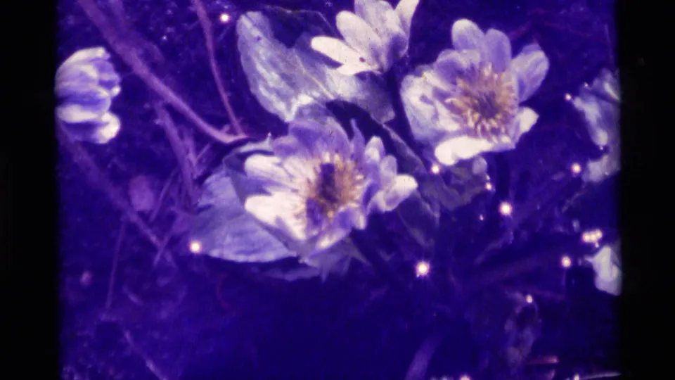 1975 Agate Springs, Montana 8mm close-up of white and yellow wildflowers filling the frame with dark stems and grain visible.