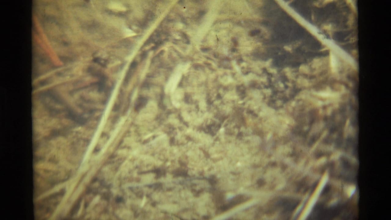 1975 8mm home-movie frame from Agate Springs, Montana, showing a soft close-up of dry ground, stems, and small insects near blurred flowers.