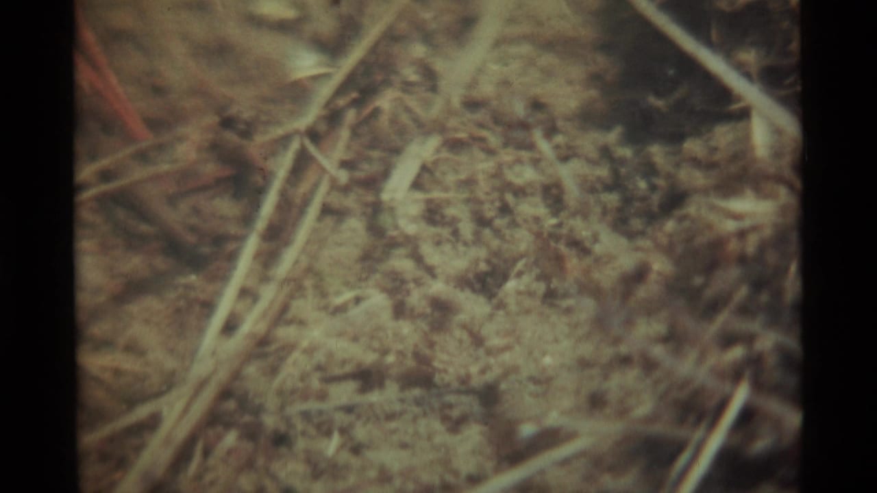 Blurred insects and dry plant stems crossing sandy ground in a close-up frame.