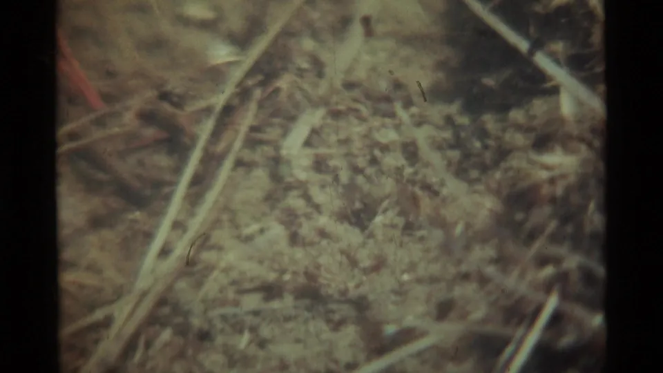 Grainy 1975 Montana 8mm frame showing insects among twigs, dry grass, and mottled sandy soil in shallow focus.