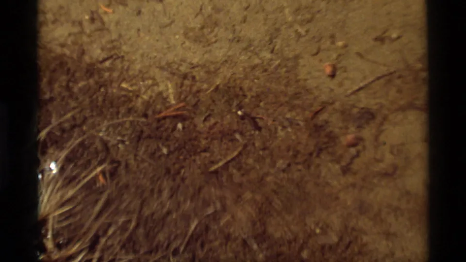 1975 8mm frame from Agate Springs, Montana, showing sandy soil, pine needles, twigs, and small insects in a warmer, clearer close-up.