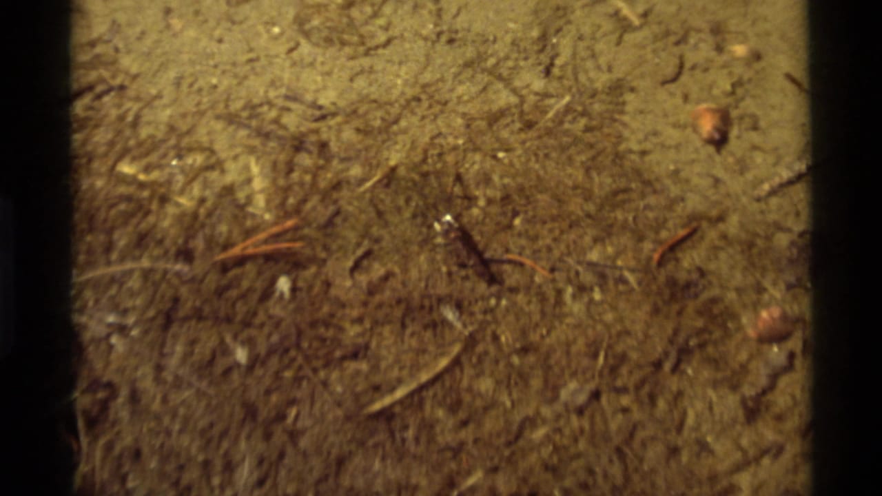 A small insect appears on dry, textured soil in 1975 Agate Springs, Montana 8mm footage, with pine needles and warm film grain visible.