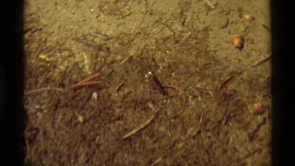 A small insect appears on dry, textured soil in 1975 Agate Springs, Montana 8mm footage, with pine needles and warm film grain visible.