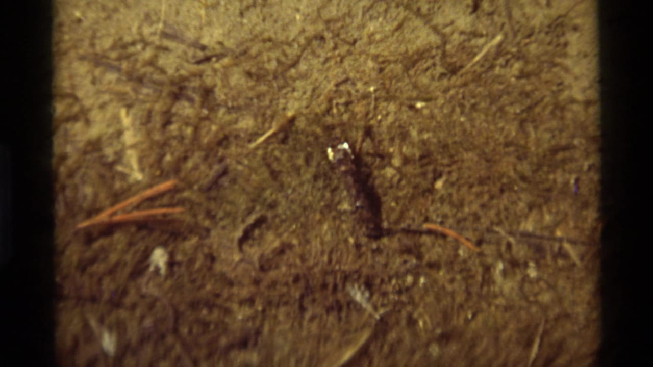 Small bug on textured dirt near pine needles and scattered bits of debris.