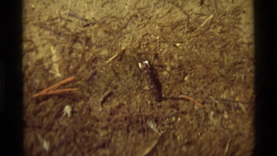 Close 8mm view of a small bug moving across dry soil in Agate Springs, Montana, with pine needles and soft archival focus.