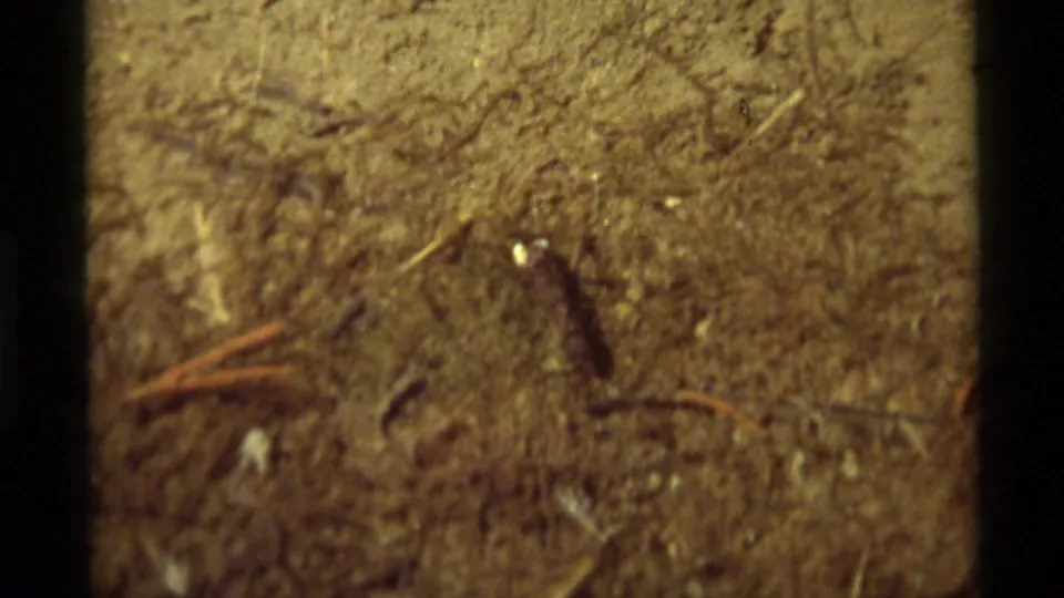 The insect remains close to the ground in warm 1975 8mm footage, surrounded by dry soil, needles, and small fragments of debris.