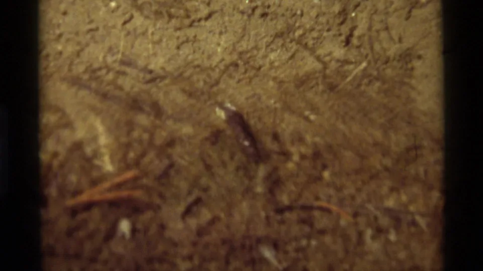 Soft final frame of the 1975 Agate Springs insect close-up, showing a small dark bug against dry soil and scattered pine needles.