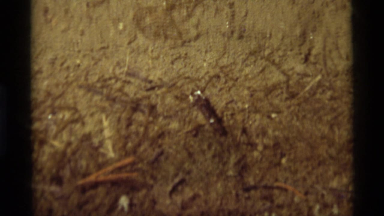 Close 1975 Agate Springs frame of a tadpole in shallow brown water over sediment, twigs, and organic debris.