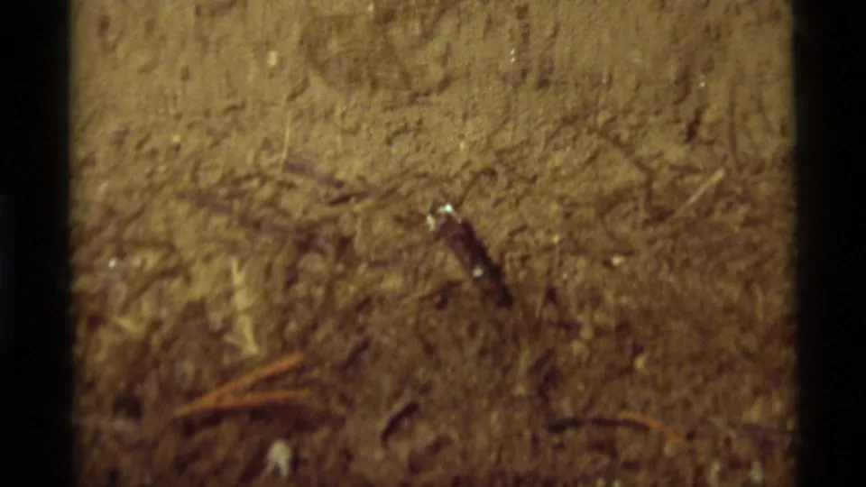 Close 1975 Agate Springs frame of a tadpole in shallow brown water over sediment, twigs, and organic debris.