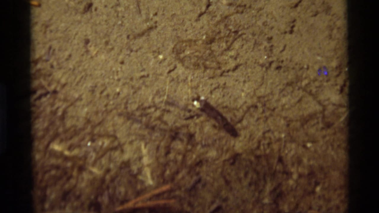 Close 1975 Agate Springs view of a tadpole against a muddy pond bottom with scattered twigs and specks.