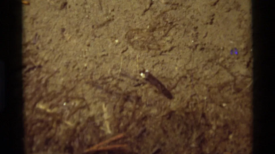 Close 1975 Agate Springs view of a tadpole against a muddy pond bottom with scattered twigs and specks.