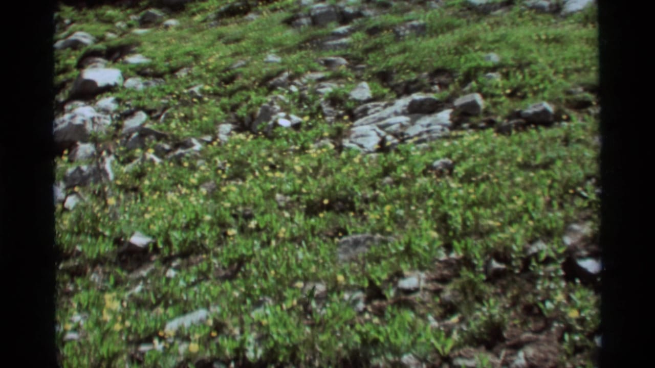 1975 Agate Springs, Montana 8mm frame showing grasses, low foliage, gray rocks, and small yellow wildflowers on a hillside.