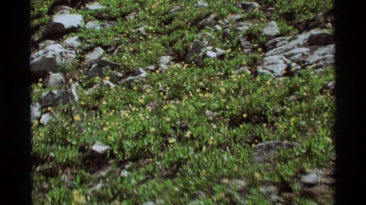 Dense green hillside plants and gray rocks with small yellow flowers.