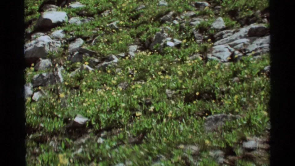The pan continues across the Agate Springs hillside, with rocky ground, green plants, and yellow wildflowers visible in soft 8mm focus.