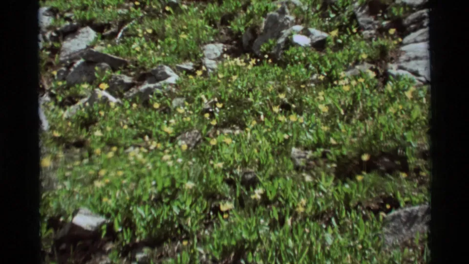 1975 Montana home-movie frame showing a closer section of wildflower-dotted grass and rocks on a sunlit slope.