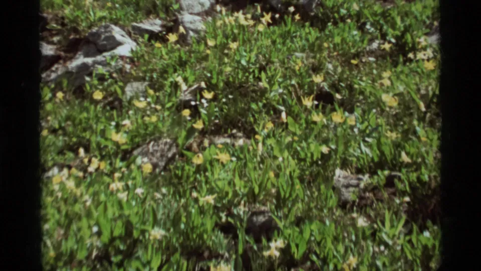 End of the 8mm pan across Agate Springs vegetation, showing yellow flowers among green foliage and scattered rocks.
