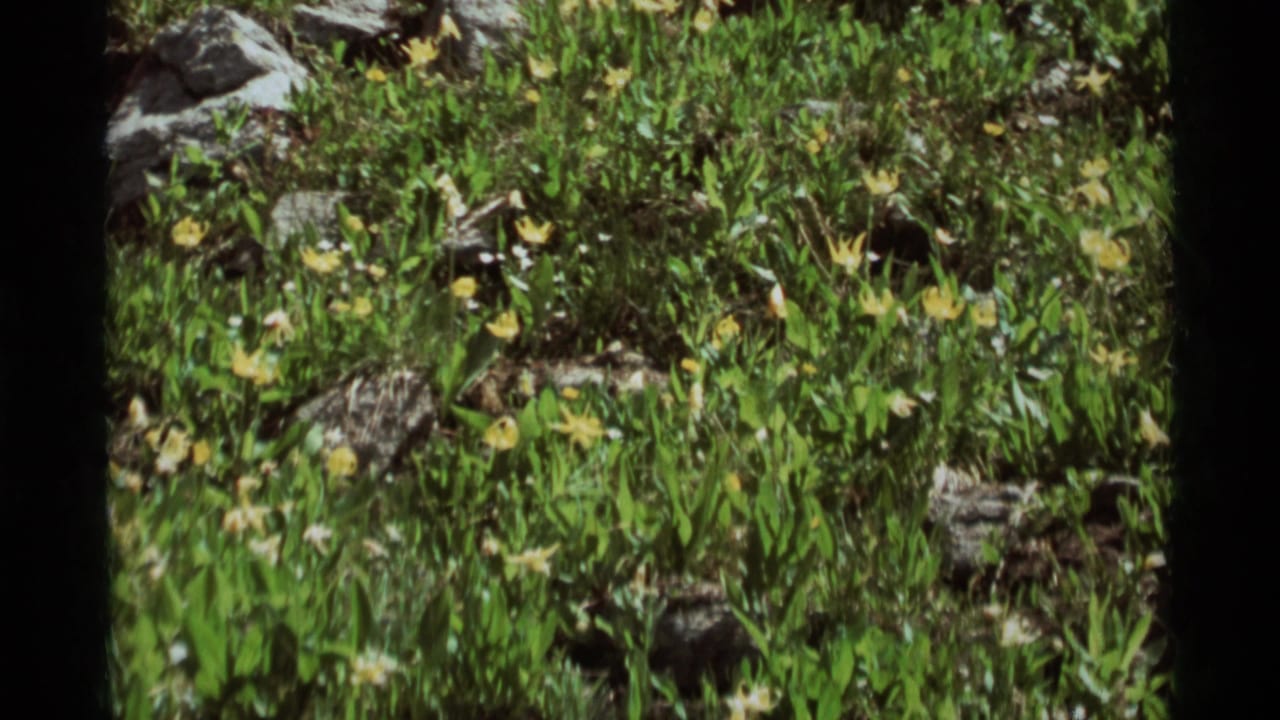 1975 8mm view of grass and yellow wildflowers growing among rocks at Agate Springs, Montana.
