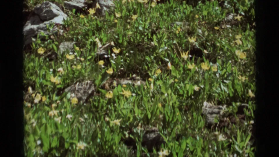 1975 8mm view of grass and yellow wildflowers growing among rocks at Agate Springs, Montana.