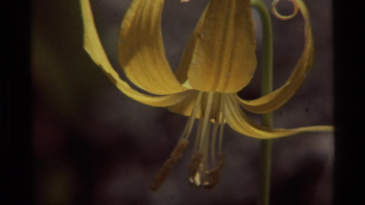 Close view of a yellow flower with curved petals and stamens.