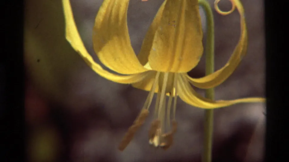 Soft 8mm close-up of a yellow wildflower at Agate Springs, showing petals, stem, and hanging stamens.