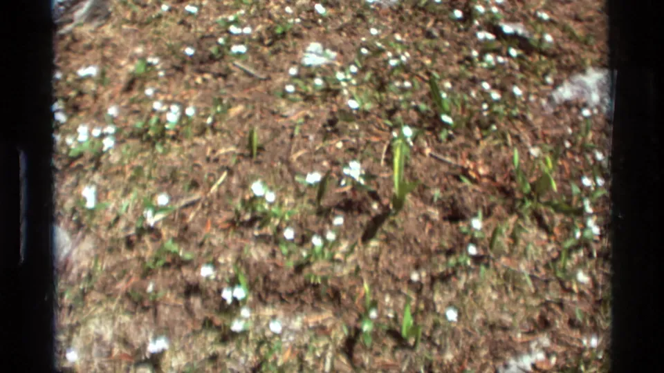 1975 8mm frame of small white flowers and green shoots emerging from brown earth at Agate Springs, Montana.