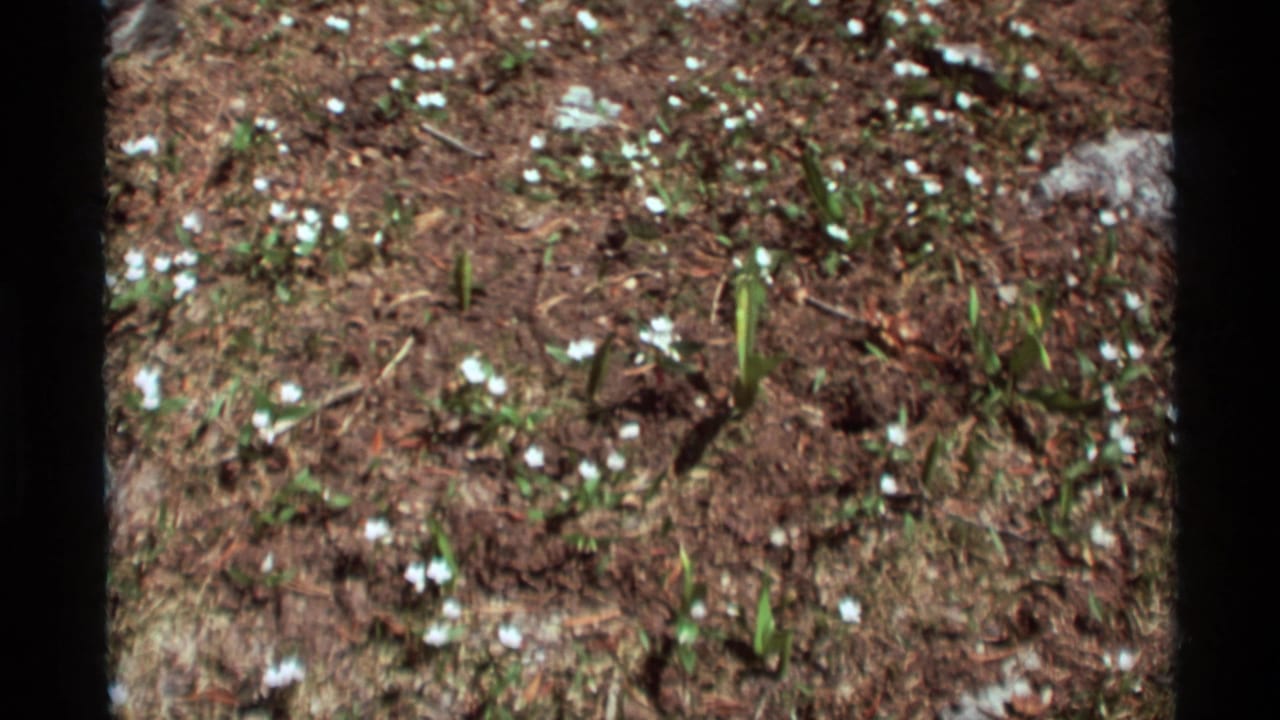 1975 Agate Springs, Montana 8mm frame showing small white wildflowers, green shoots, soil, and pine needles on a forest floor.