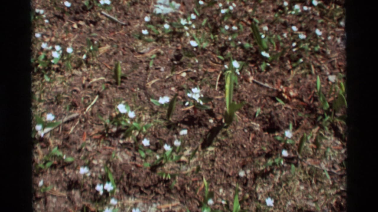 1975 Agate Springs, Montana close-up of white blossoms and upright green shoots in soft 8mm film texture.