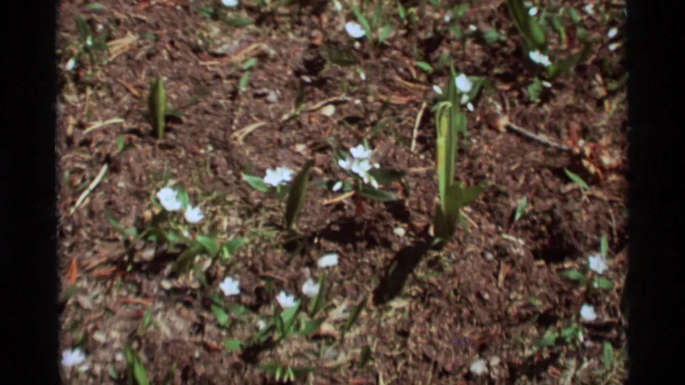 1975 Agate Springs, Montana frame with white wildflowers, green leaves, exposed soil, and scattered needles in a close home-movie view.