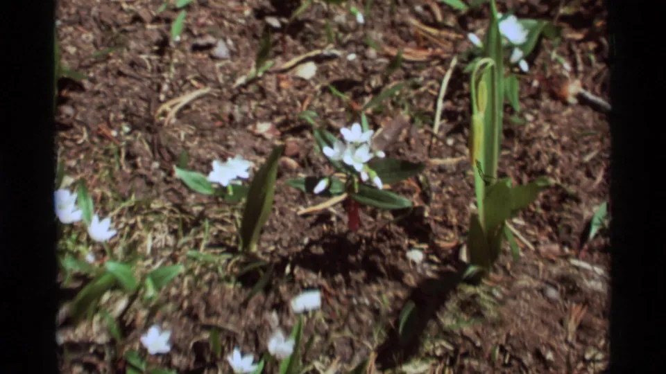 1975 Agate Springs, Montana 8mm frame showing white wildflowers, tall shoots, soil, and forest debris in patchy sunlight.