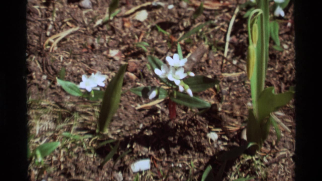 1975 8mm home-movie frame from Agate Springs, Montana showing small white wildflowers, green leaves, reddish stems, and forest soil.