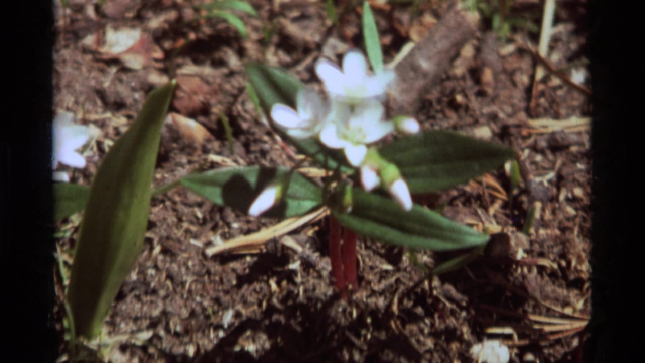 The zoom brings the white wildflowers closer, with green leaves, reddish stems, and brown forest soil visible in the 1975 Montana footage.