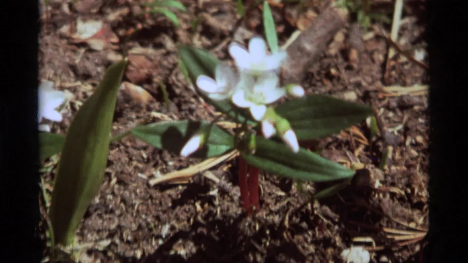 The zoom brings the white wildflowers closer, with green leaves, reddish stems, and brown forest soil visible in the 1975 Montana footage.