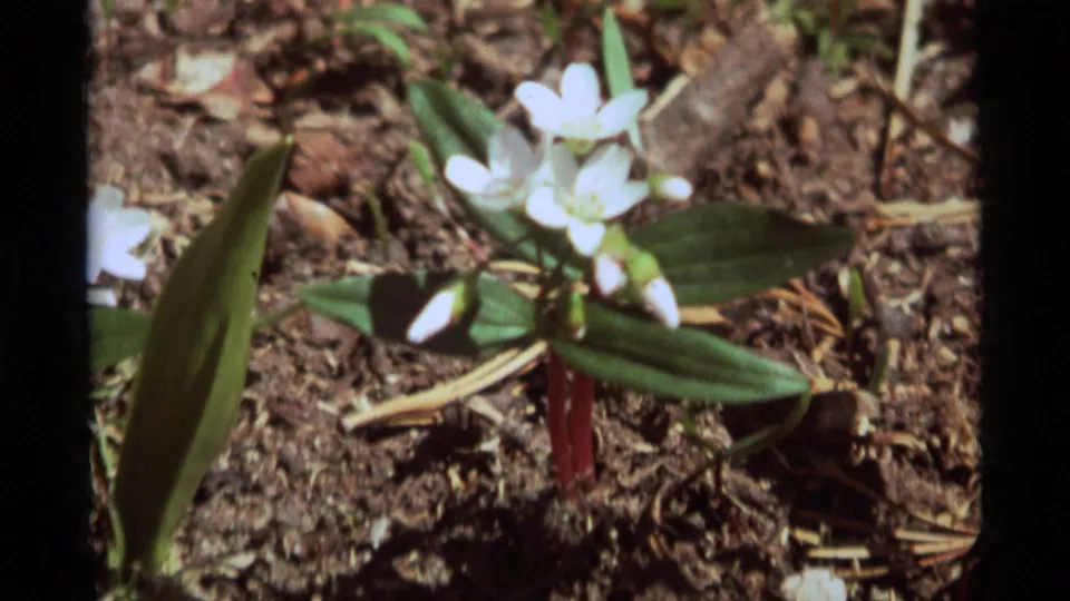 A soft 8mm close-up shows white wildflowers with green leaves and reddish stems on the Agate Springs forest floor in 1975.