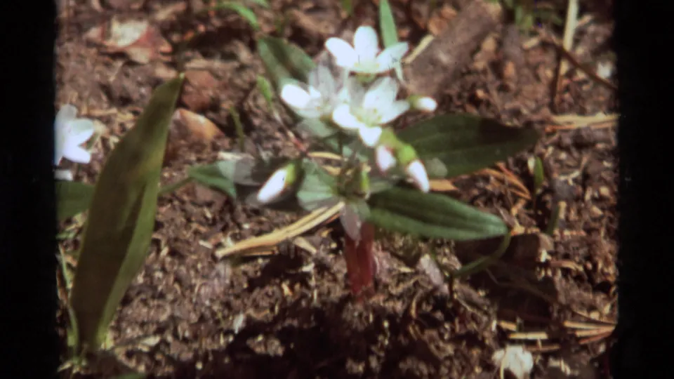 Final 1975 8mm frame shows the white flower cluster on dark Montana forest soil, with green leaves, reddish stems, and visible frame edges.