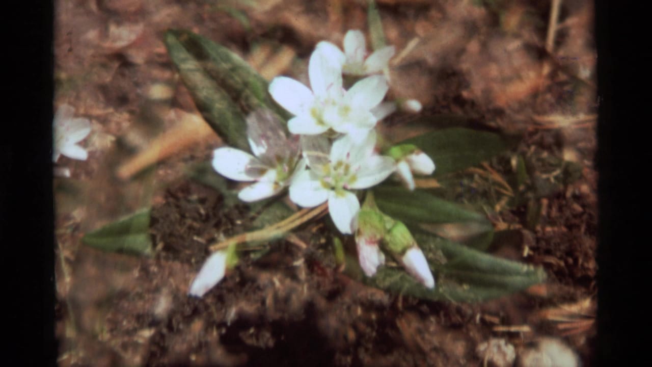 Small white flowers and green leaves growing from dark forest soil.