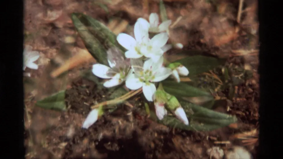 1975 8mm close-up from Agate Springs, Montana, showing small white blossoms, buds, and narrow leaves on a forest floor.