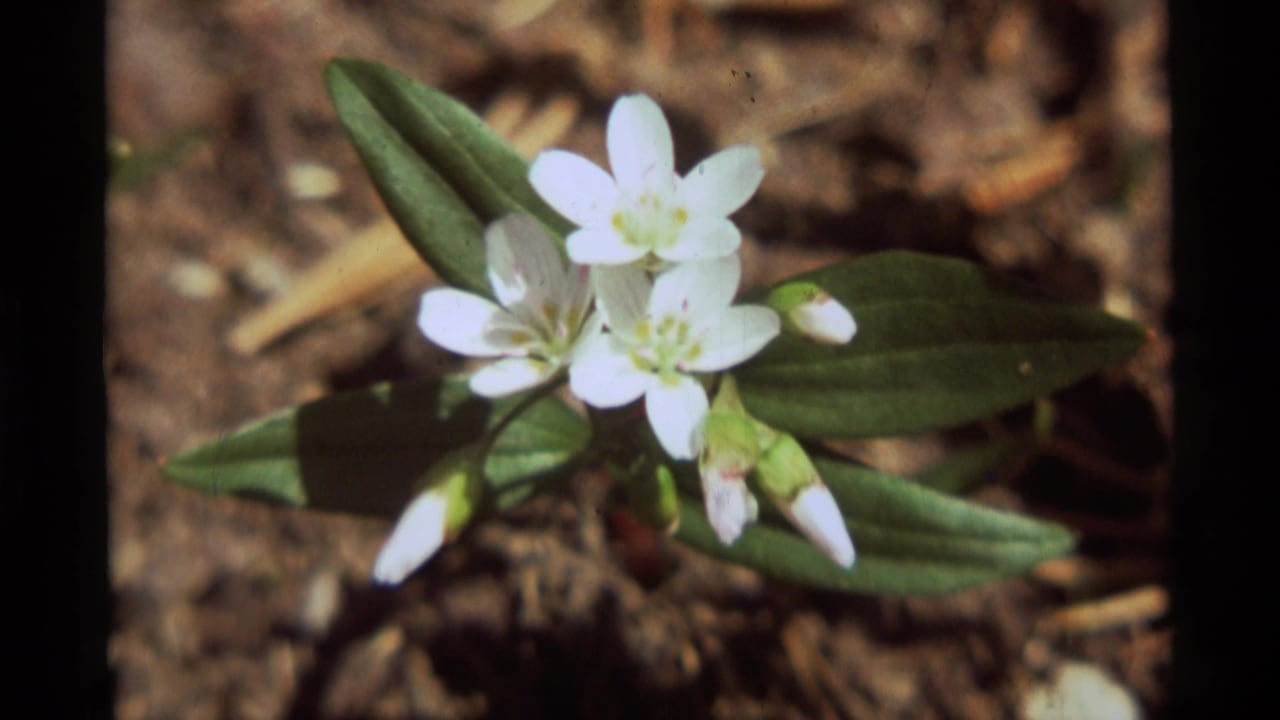 1975 Agate Springs, Montana footage showing a tight handheld view of white flowers, buds, and leaves against brown forest soil.