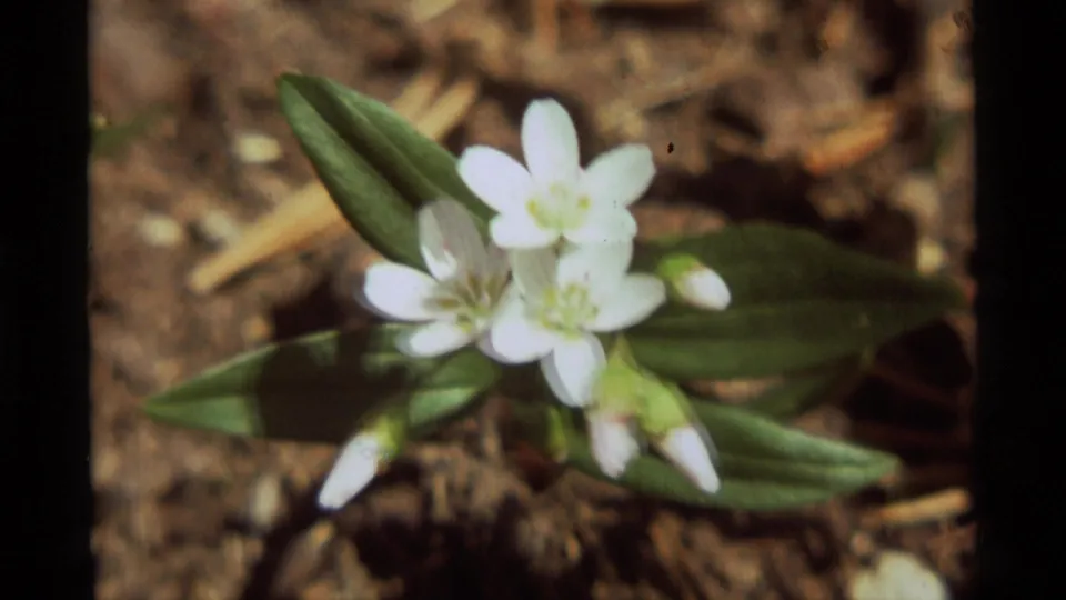 Agate Springs, Montana 1975 close-up showing small white blossoms with buds and leaves against earthy woodland ground.