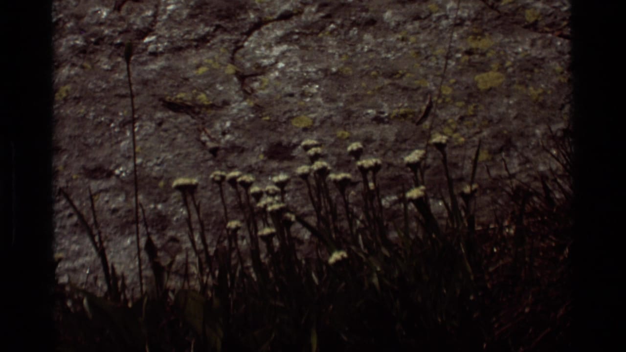 1975 Agate Springs, Montana 8mm frame showing pale wildflowers and dark stems along a rough lichen-covered rock face.