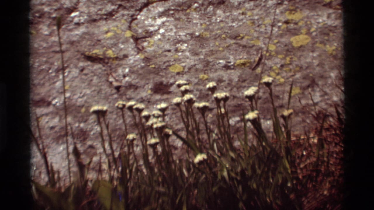 Cluster of pale wildflowers growing in front of sunlit rough stone.
