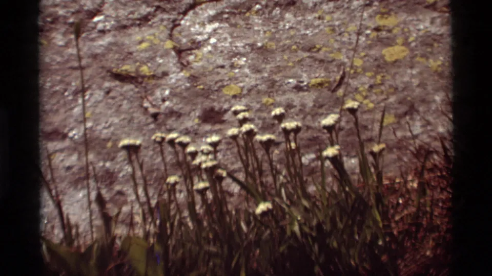 Close 8mm view of wildflowers at Agate Springs, Montana, with pale blooms set against a sunlit rocky cliff surface.