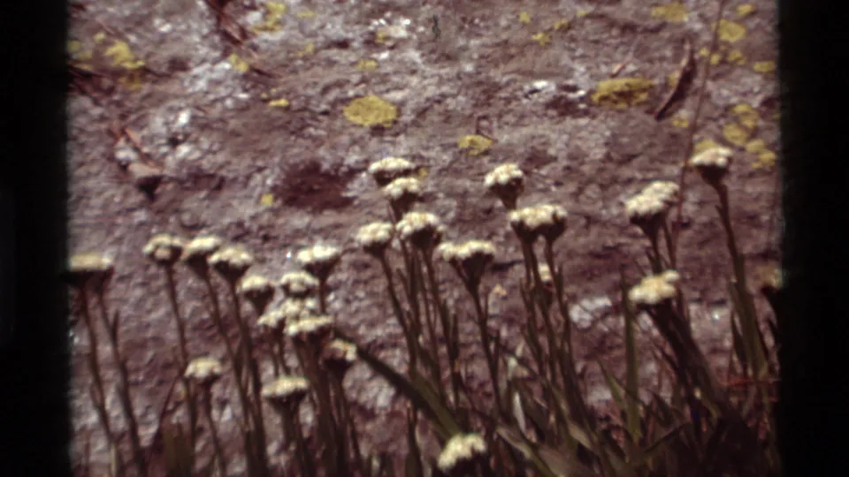 1975 Montana home-movie frame with multiple pale wildflower heads and narrow stems below a textured rock face.
