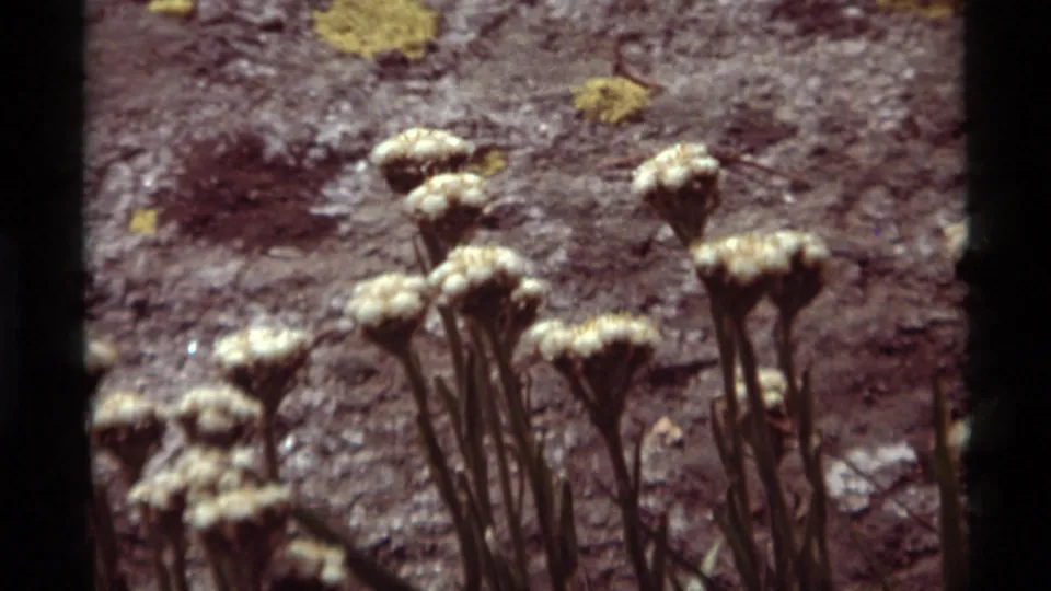 Soft 8mm close-up from Agate Springs showing pale blossoms on thin stems against a rugged, lichen-speckled rock face.