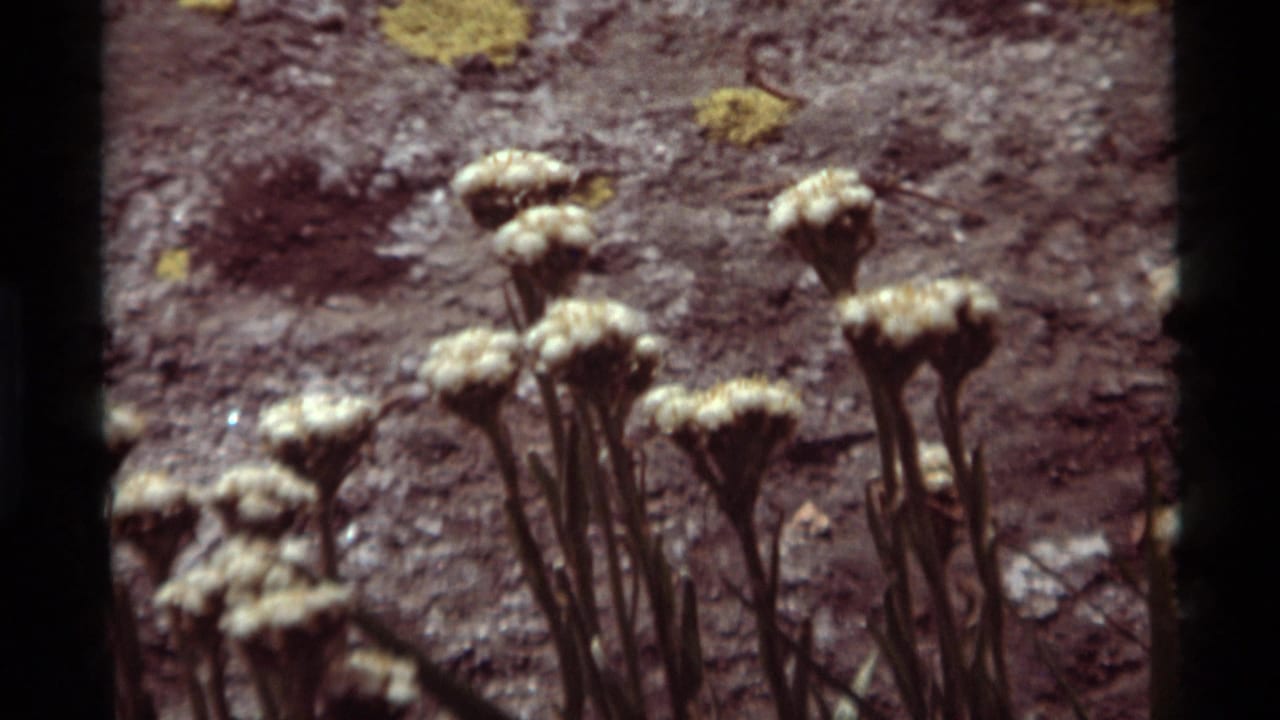 1975 8mm frame from Agate Springs, Montana showing pale clustered wildflowers against dry ground, with no insect clearly visible.