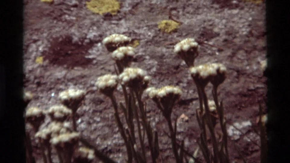 1975 8mm frame from Agate Springs, Montana showing pale clustered wildflowers against dry ground, with no insect clearly visible.