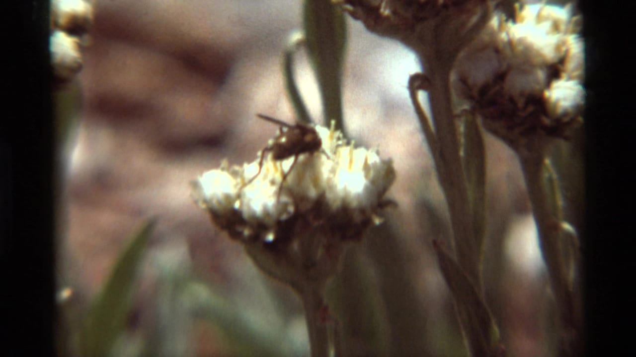 1975 Agate Springs 8mm close-up showing a small dark fly on clustered white wildflowers, with dry stems and soft earth tones behind it.